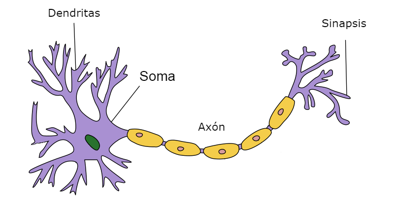 Partes de una neurona